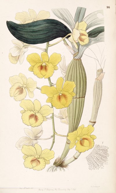 Dendrobium chrysotoxum by Miss Drake
